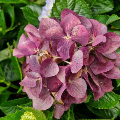 Hydrangea macrophylla Madère.