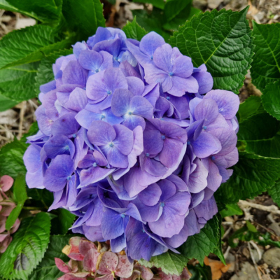 Hydrangea macrophylla Madère.