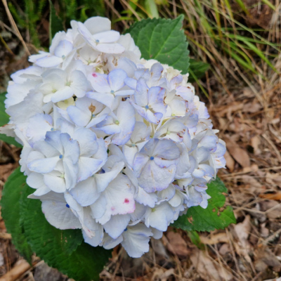 Hydrangea macrophylla. Madère.