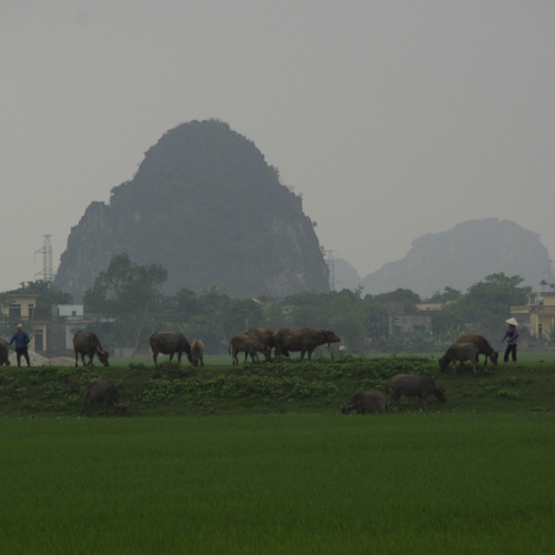 Vietnam, Ninh Binh, la Baie d'Halong terrestre. Vietnam, Ninh Binh, la Baie d'Halong terrestre.