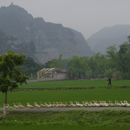 Vietnam, Ninh Binh, la Baie d'Halong terrestre. Vietnam, Ninh Binh, la Baie d'Halong terrestre.