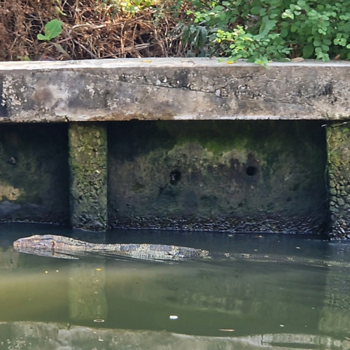 Un varan. Bangkok balade touristique sur le klong