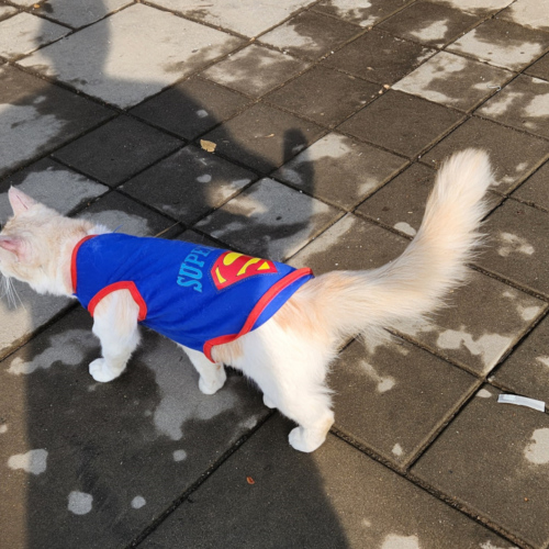 Pourquoi chiens et chats sont habillés sous les tropiques ? chat