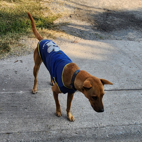 Pourquoi chiens et chats sont habillés sous les tropiques ? chien