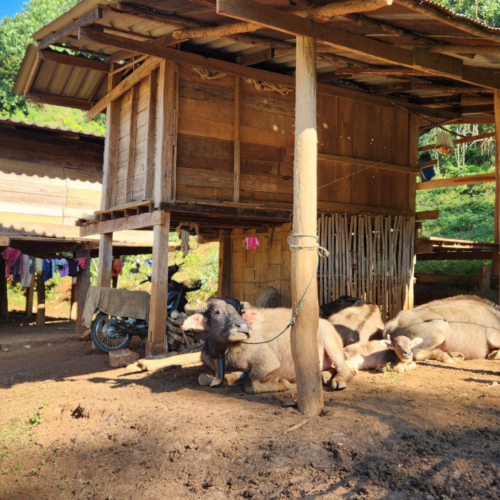 Village Pa Pae Village Pa Pae