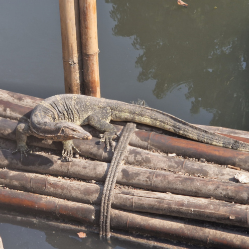 Un beau varan sur le chemin de retour à l'hôtel. Vieux quartier de Bangkok.