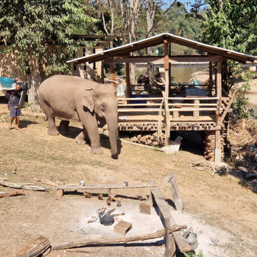 Eléphant à Kuet Chang Eléphant à Kuet Chang