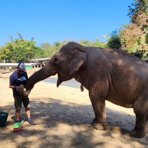 Eléphant à Kuet Chang Eléphant à Kuet Chang