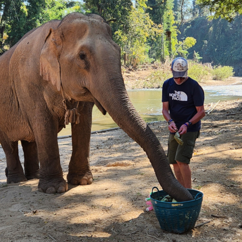 Eléphant à Kuet Chang Eléphant à Kuet Chang