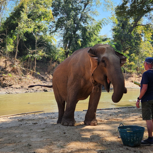 Eléphant à Kuet Chang Eléphant à Kuet Chang