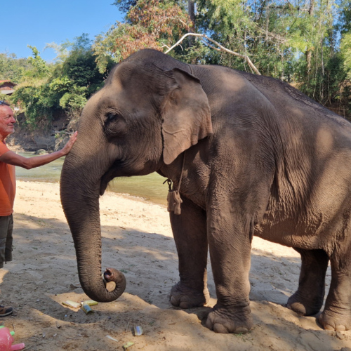 Eléphant à Kuet Chang Eléphant à Kuet Chang