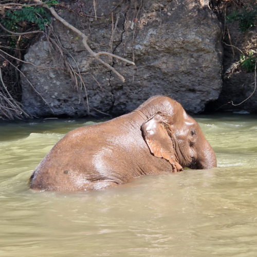 Eléphant à Kuet Chang Eléphant à Kuet Chang