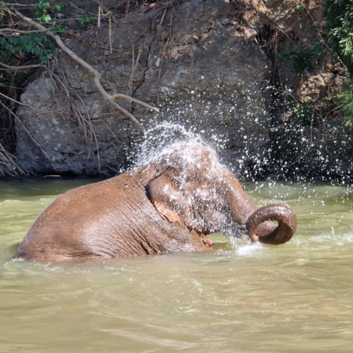 Eléphant à Kuet Chang Eléphant à Kuet Chang