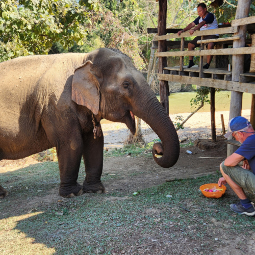 Eléphant à Kuet Chang Eléphant à Kuet Chang