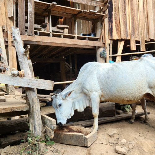 Comité d'accueil. Village Pong Ngaep. Village Pong Ngaep