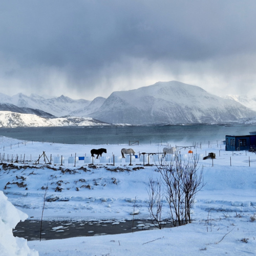 Norvège île de Kvløya Norvège île de Kvløya