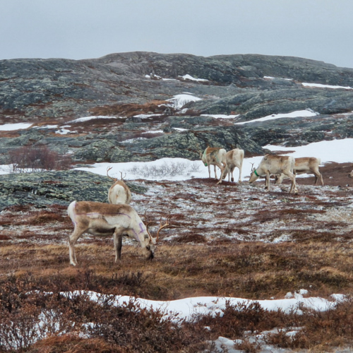 Norvège Kirkenes Norvège Kirkenes