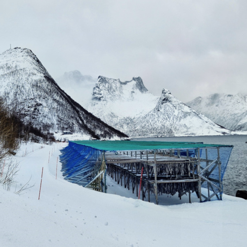 Norvège Senja île d'Husøy, séchoir à morue Norvège Kvløya Senja