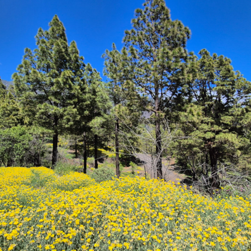 La Palma Caldeira de Taburiente La Palma Caldeira de Taburiente