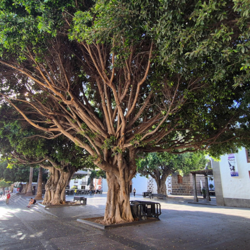 La Palma Los Llanos de Aridane
Plaza de España La Palma Los Llanos de Aridane Plaza de España