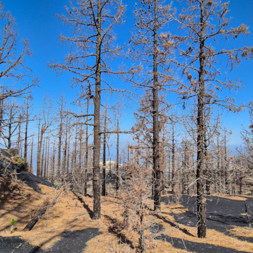 La Palma Volcan Tajogaite
Zone de dégagement de gaz toxiques. La Palma Volcan Tajogaite