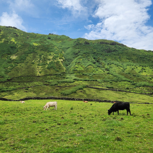 Açores Caldeira de Corvo Açores Caldeira de Corvo