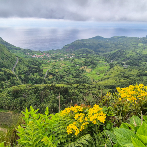 Açores flores Açores flores