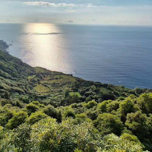 Acores Flores Açores Flores