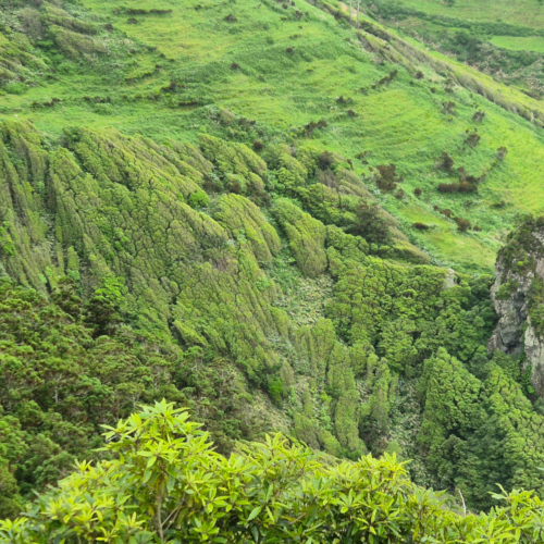 Açores flores. Neck volcanique. Açores flores