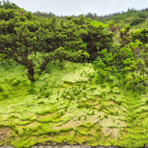 Açores Flores Açores Flores