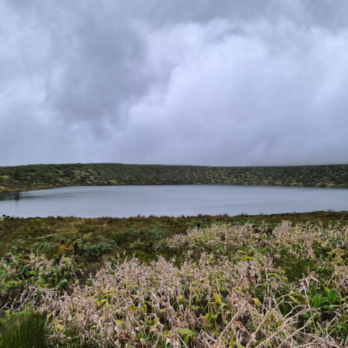 Açores flores Caldeira Rasa Açores flores CaldeirasRasa