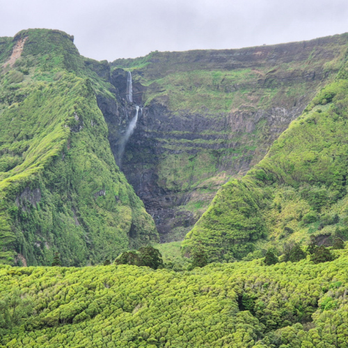 Açores flores Poco da Ribeira Grande Açores flores Poco da Ribeira Grande