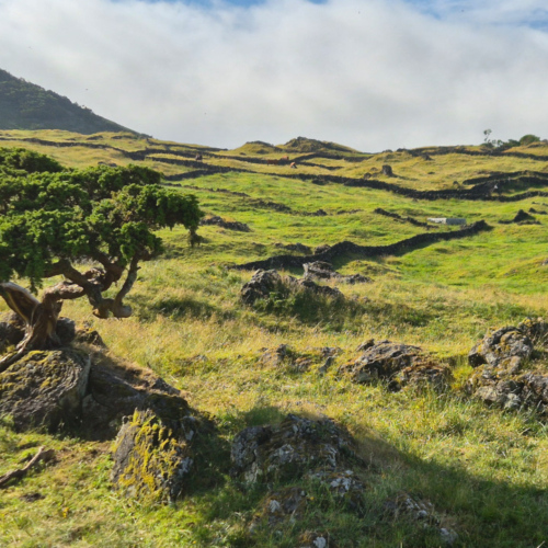Açores Pico. Açores Pico
