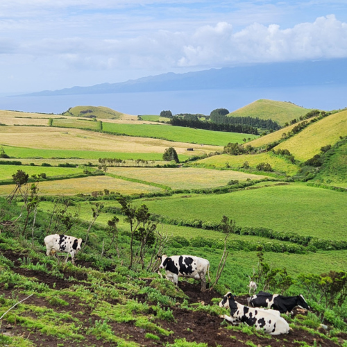 Açores São Jorge Açores São Jorge