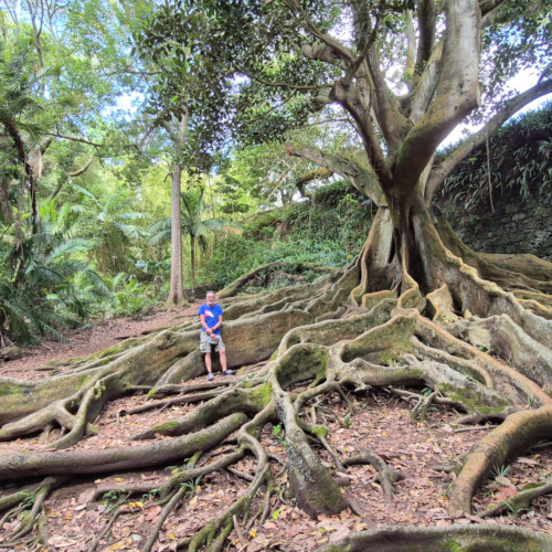 Les Açores São Miguel Ponta Delgada. Jardín Botánico José do Canto. Les Açores São Miguel Ponta Delgada