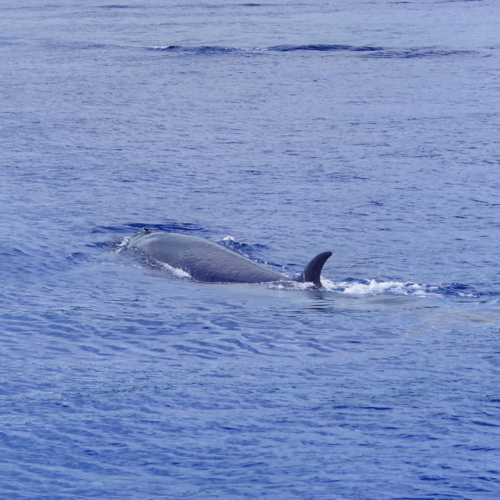 Les Açores São Miguel Ponta Delgada. Safari baleines. Les Açores São Miguel Ponta Delgada