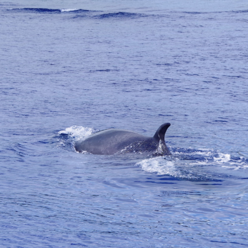 Les Açores São Miguel Ponta Delgada. Safari baleines. Les Açores São Miguel Ponta Delgada