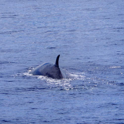 Les Açores São Miguel Ponta Delgada. Safari baleines. Les Açores São Miguel Ponta Delgada