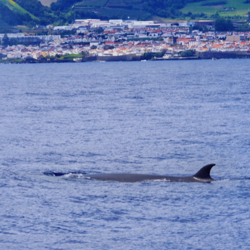 Les Açores São Miguel Ponta Delgada. Safari baleines. Les Açores São Miguel Ponta Delgada
