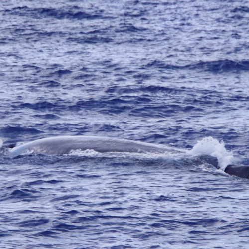 Les Açores São Miguel Ponta Delgada. Safari baleines. Les Açores São Miguel Ponta Delgada
