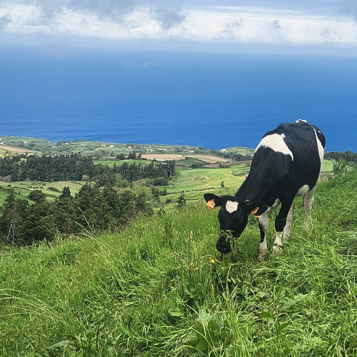 Les Açores São Miguel Sete Cidades Les Açores São Miguel Sete Cidades