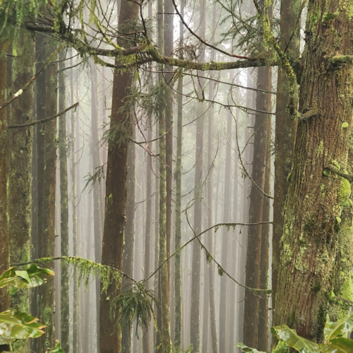 Les Açores São Miguel Sete Cidades Les Açores São Miguel Sete Cidades