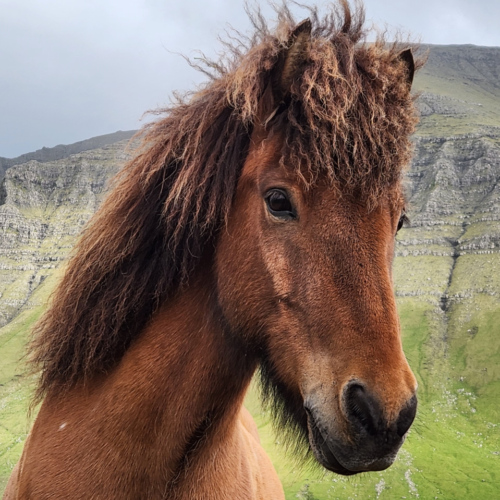 Îles Féroé, cheval Îles Féroé, cheval