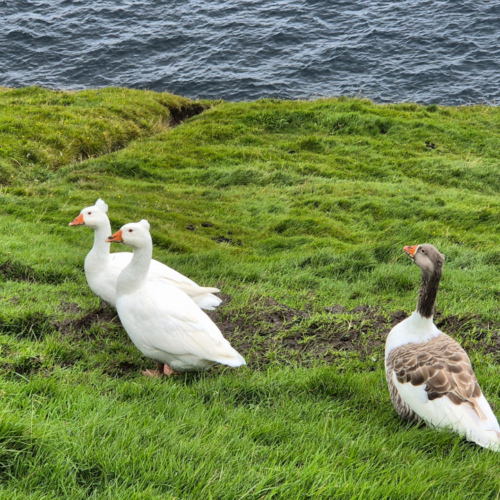 Îles Féroé Norðradalur. Îles Féroé Norðradalur.