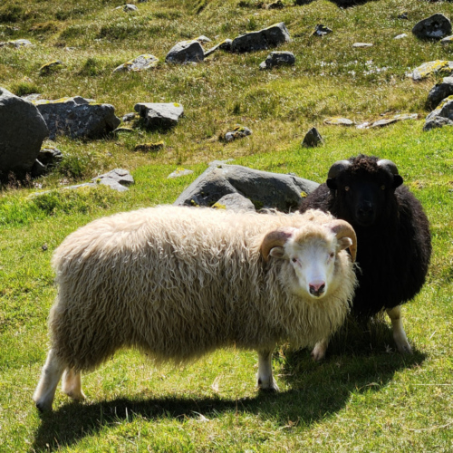 Îles Féroé, Tjørnuvik Îles Féroé, Tjørnuvik