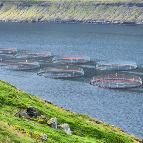 Îles Féroé Viðareiði
Parc à saumons. Îles Féroé Viðareiði