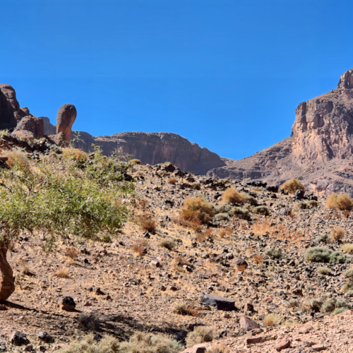 Un jujubier qui résiste bien à la sècheresse. Maroc Djebel Saghro trek jour 2