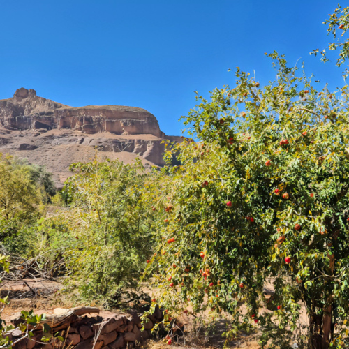 Jardins avec grenadiers, figuiers, palmiers, amandiers, oliviers. Maroc Djebel Saghro trek jour 2
