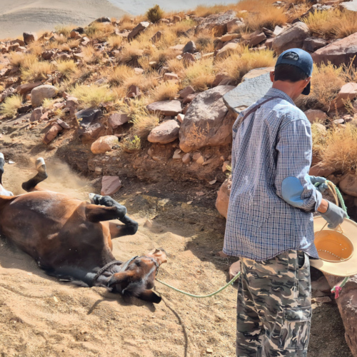 La mule d'Hammou se roule dans le sable. Maroc Djebel Saghro trek jour 3