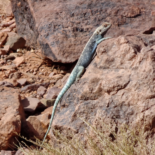 Le gros lézard à la queue bleue. Maroc Djebel Saghro trek jour 3